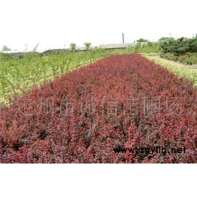 誠(chéng)信苗圃場(chǎng)大量供應(yīng)綠化苗木  大量沙地柏 側(cè)柏  膠東衛(wèi)矛常綠苗木