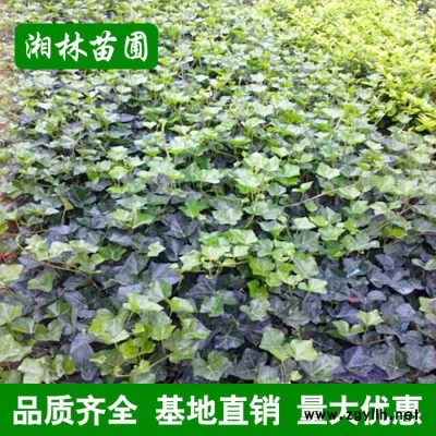綠化苗木常春藤垂掛攀沿爬藤植物四季常青花卉長(zhǎng)春藤苗爬山虎藤
