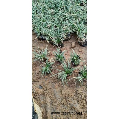 綠化苗木矮麥冬 室內外各類花卉批發采購