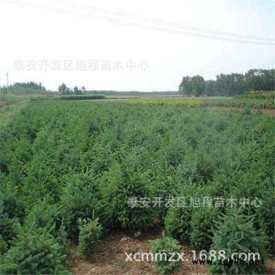 云杉基地大量出售 2米3米4米5米**云杉 品質(zhì)高綠化苗木