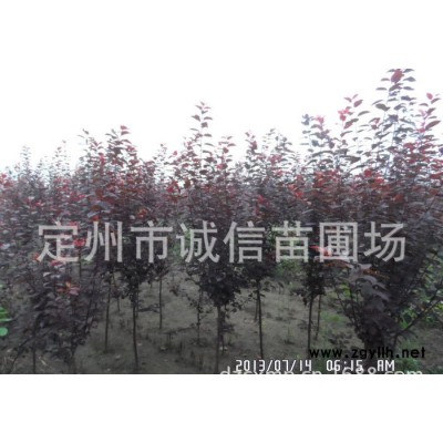 紫葉李價(jià)格  河北紫葉李綠化苗木