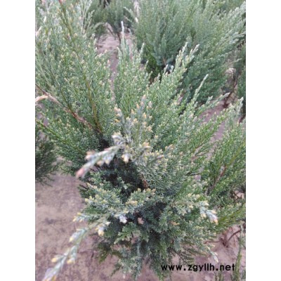 苗木油松**綠化苗木油松價(jià)格 園林綠化苗木