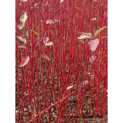 供應(yīng)誠(chéng)信苗圃場(chǎng)叢生苗河北苗木種植  綠化苗木  灌木