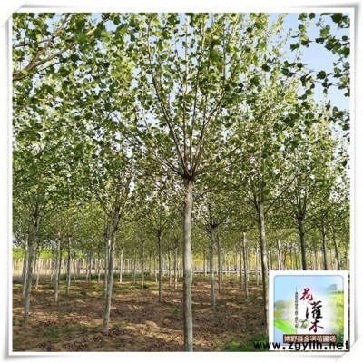 法桐基地-綠化苗木-法桐樹基地-苗木行情