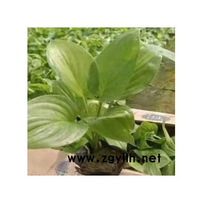 東輝 盆栽植物花卉 綠化苗木紫玉簪 室內(nèi)外各種花卉批發(fā)采購