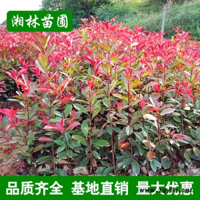 苗木基地紅葉石楠苗 綠化苗木 紅葉石楠 獨(dú)桿紅葉石楠各種規(guī)格