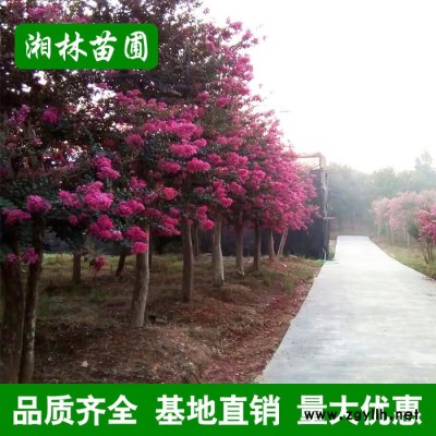苗木基地紫薇 紅葉紫薇 紅** 紫夜紅花紫薇樹(shù)苗 綠化苗木