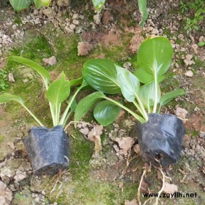 木一花卉 綠化苗木紫玉簪 綠化園林美化花卉植物批發采購
