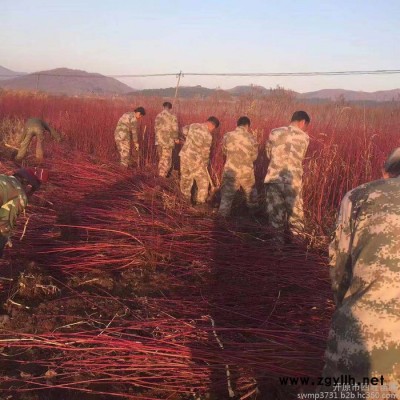 東北遼寧紅瑞木 耐寒叢生綠化苗木 紅瑞木