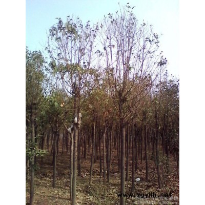 其他綠化苗木雪松竹子樹ugz綠化樹木