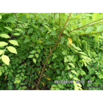 供應(yīng)誠(chéng)信苗圃場(chǎng)叢生灌木 獨(dú)干喬木河北苗木種植  綠化苗木  灌木