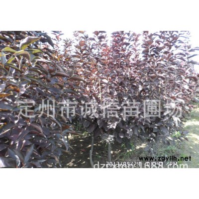 定州苗圃出售紫葉稠李綠化苗木喬木花灌木類 紫葉李 紅葉碧桃 西府海棠
