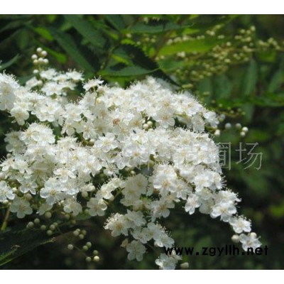 誠(chéng)信苗圃場(chǎng)大量綠化苗木珍珠梅 連翹 金銀木 太平花綠化苗木 ；宿根花卉苗木 。