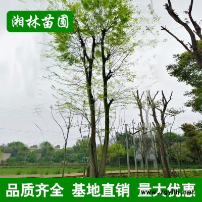苗圃基地直供紅楓樹(shù)苗 園林綠化苗木 紅楓樹(shù)小苗大苗批發(fā)