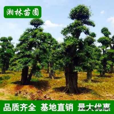 園林綠化苗木 欏木石楠樹 造型欏木石楠 規(guī)格齊全 基地直銷