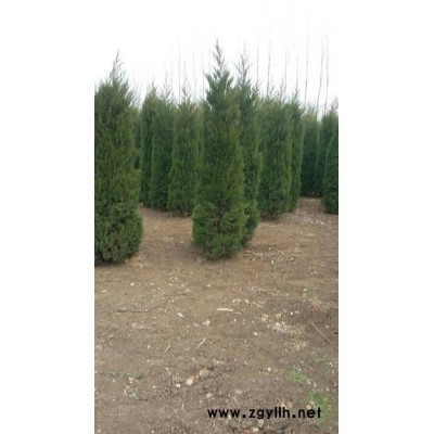 雪松  其他綠化苗木大葉女貞