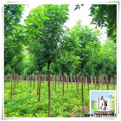 白蠟基地-綠化苗木-十公分白蠟-苗木產地