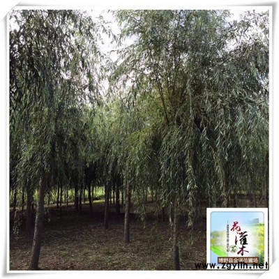 「綠化苗木」柳樹廠家-柳樹報價