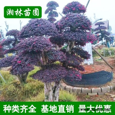 批發(fā)造型紅花檵木樁 園林綠化苗木**庭院喬木果樹苗木果樹苗木
