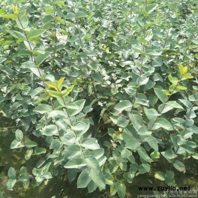 遼寧苗木 綠化苗木  藍(lán)葉忍冬 紅花忍冬 金銀忍冬  忍冬價(jià)格 遼寧藍(lán)葉忍冬