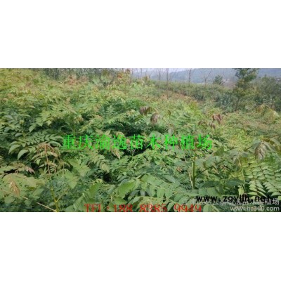 欒樹苗 欒樹小苗 量大優(yōu)惠 工程綠化苗木 成活高 規(guī)格齊全