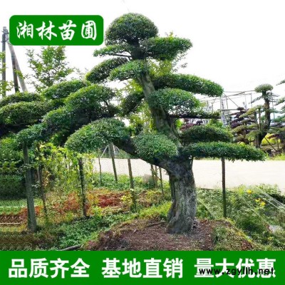 大量批發**園林綠化苗木 小葉女貞造型樹 庭院美化規格齊全