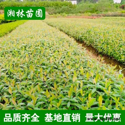 金絲桃 金絲桃小苗 苗圃基地價格批發各種綠化苗木 量大從優