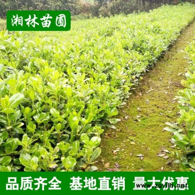 苗圃直銷海桐小苗 根系發達 現貨充足 綠化苗木 海棠小苗