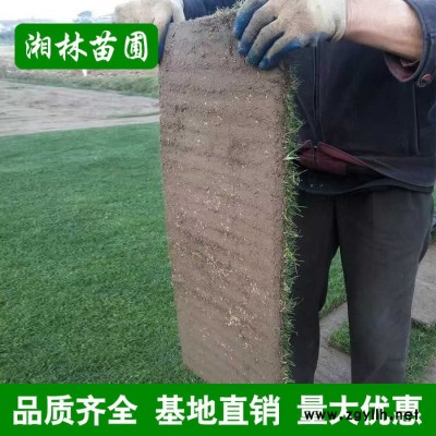 四季青草皮草坪直銷果嶺草綠化苗木百慕大坪馬尼拉草坪苗批發(fā)
