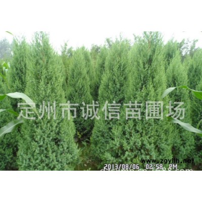 望都塔快苗木批發報價  河北誠信苗圃場大量綠化苗木 沙地柏塔塊朝鮮黃楊