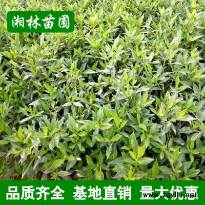 批發(fā)綠化苗木梔子花苗 小葉梔子 大葉梔子盆栽花卉梔子花