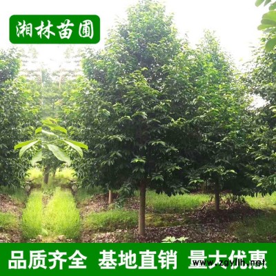 基地直銷綠化苗木 樂(lè)昌含笑 規(guī)格齊全 樂(lè)昌含笑小苗批發(fā)貨源充足