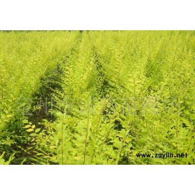 誠(chéng)信苗圃場(chǎng)大量金葉榆綠化苗木  金葉垂榆 大葉垂榆價(jià)格