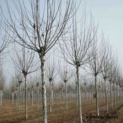 綠化苗木法桐 法桐基地 落葉喬木法桐 急速發(fā)貨