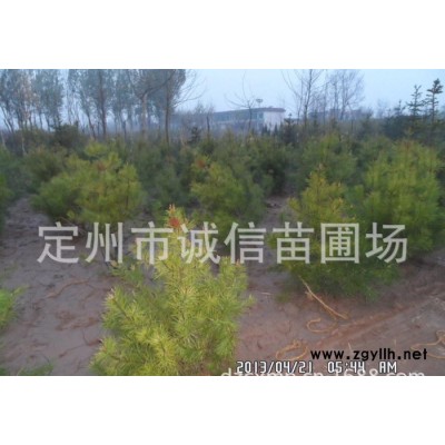 綠化苗木油松價(jià)格，大量供應(yīng)**綠化苗木 喬木 花灌木價(jià)格