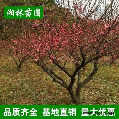低價批發園林綠化苗 臘梅樹 紅梅等彩色花卉 綠化苗木商