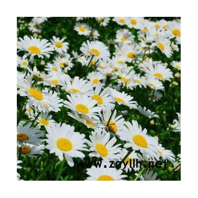 木一花卉 綠化苗木時令草花大濱菊 室內外各種花卉批發采購