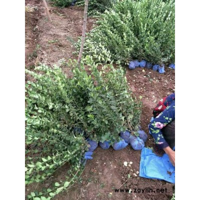 水蠟價(jià)格  河北定州市誠(chéng)信苗圃場(chǎng)水蠟綠化苗木基地價(jià)格