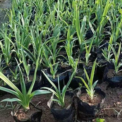 木一花卉 綠化苗木綠化草種大花萱草 室內外各種花卉批發采購