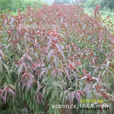 山東綠化苗木基地現(xiàn)挖現(xiàn)售4公分5公分 6公分碧桃 紅葉碧桃價(jià)格