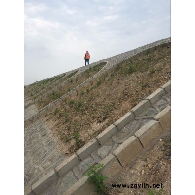 綠化紫穗槐易成活,紫穗槐苗專業(yè)施工,東北綠化苗木批發(fā),邊坡防護用紫穗槐,綠化苗木品種大全,綠化苗木價格表