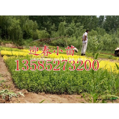 供應(yīng)無(wú)盡夏八仙花高度30-40-50公分，八仙花價(jià)格優(yōu)惠