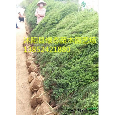 供應(yīng)八仙花，八仙花小苗，30公分八仙花，40公分八仙花價格，