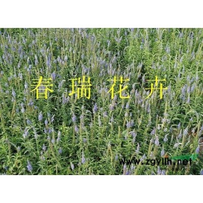 木繡球，八仙花，水亞木，圓錐繡球，繡球