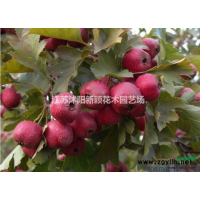 供應(yīng)紅王子錦帶 紅王子錦帶苗 錦帶基地