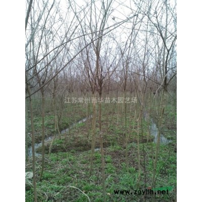 常州自家苗圃緊急出售紅王子錦帶H50-70，紅王子錦帶優(yōu)質(zhì)苗