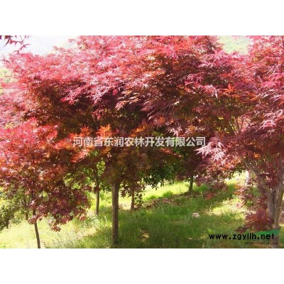 紫荊小苗，河南巨紫荊小苗正在熱銷中