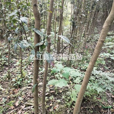 批發(fā)供應(yīng)60公分高紫荊小苗/紫荊小苗價格