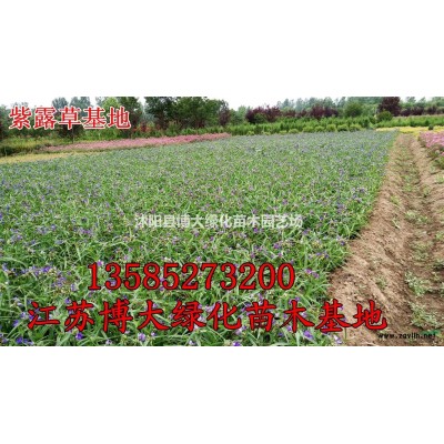 紫葉小檗種植基地 工程苗 籬苗 紫葉小檗價(jià)格 紅葉小檗苗