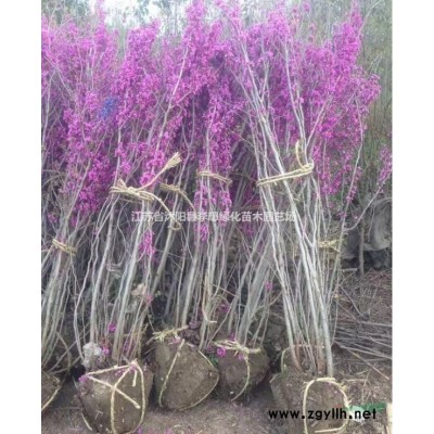 供應大葉黃楊 小葉黃楊 冬青 衛矛 扶芳藤 月季花 紅葉小檗